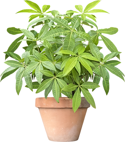 観葉植物1