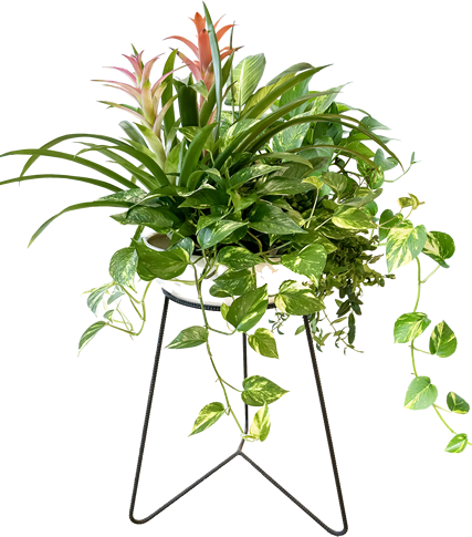 観葉植物