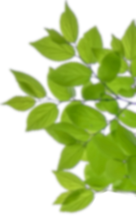 観葉植物