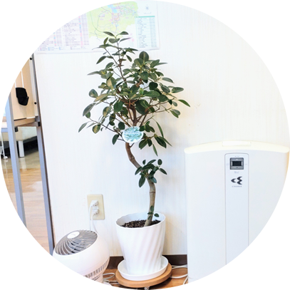 観葉植物